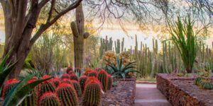 Desert Botanical Garden Welcomes Chris Kline as New President & CEO