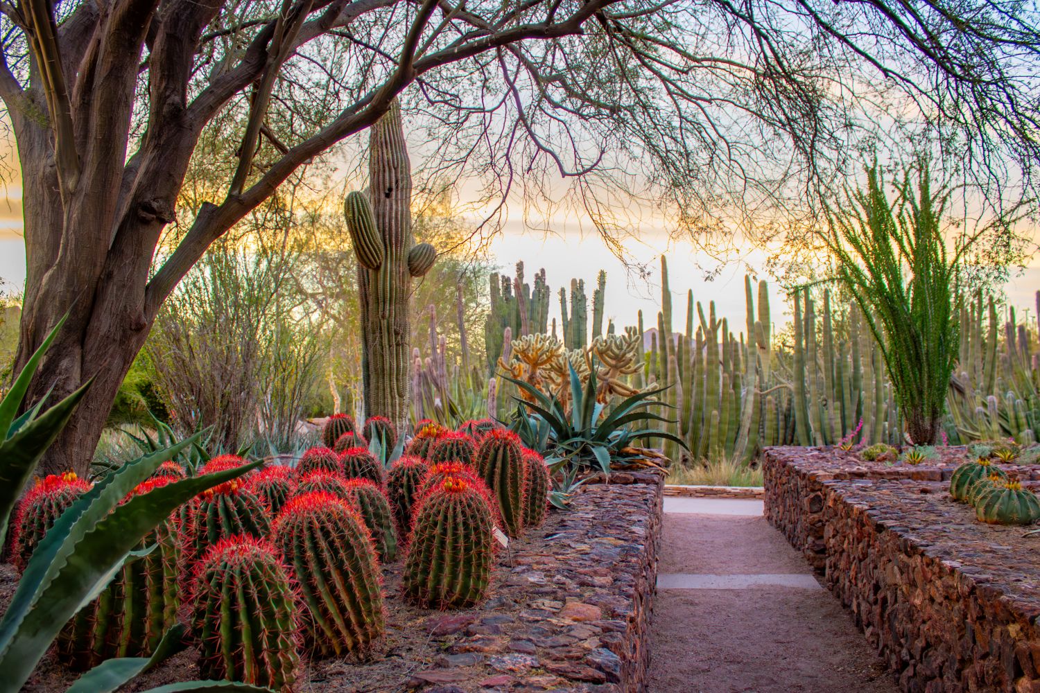 Desert Botanical Garden Welcomes Chris Kline as New President & CEO