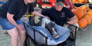 Plenty of Hogs and Kisses Happen at Phoenix-based Better Piggies Rescue