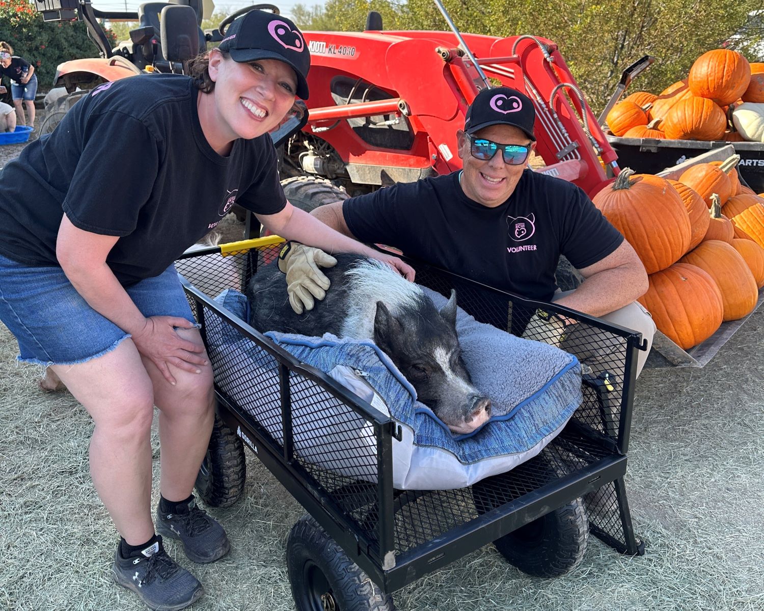 Plenty of Hogs and Kisses Happen at Phoenix-based Better Piggies Rescue