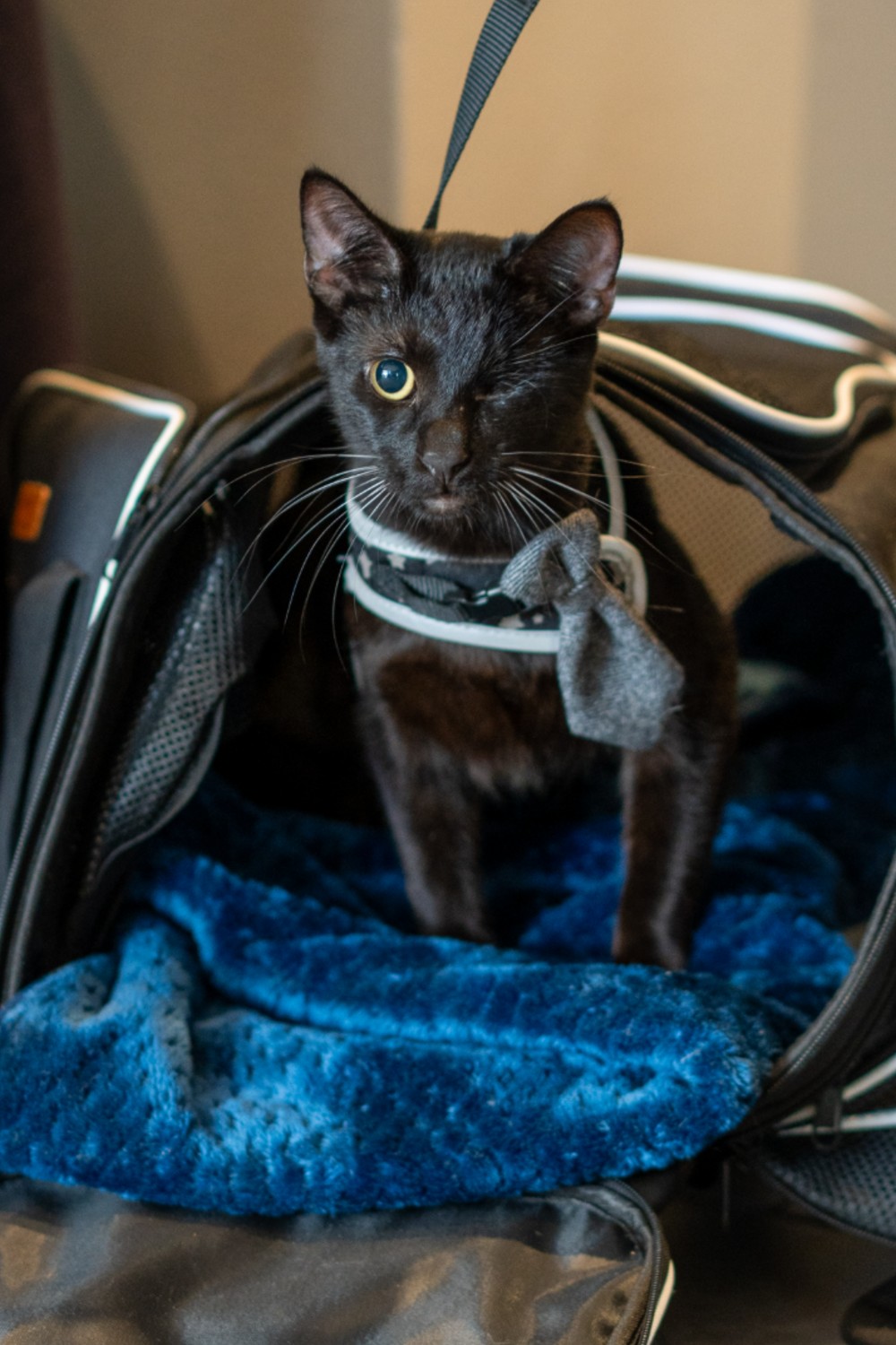 Bronwyn from Sun Cities 4 Paws