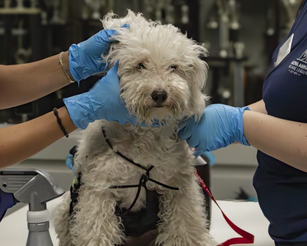 Over the past three years, AAWL has intentionally focused on serving Latino pet families in East Maryvale and Central City Phoenix.