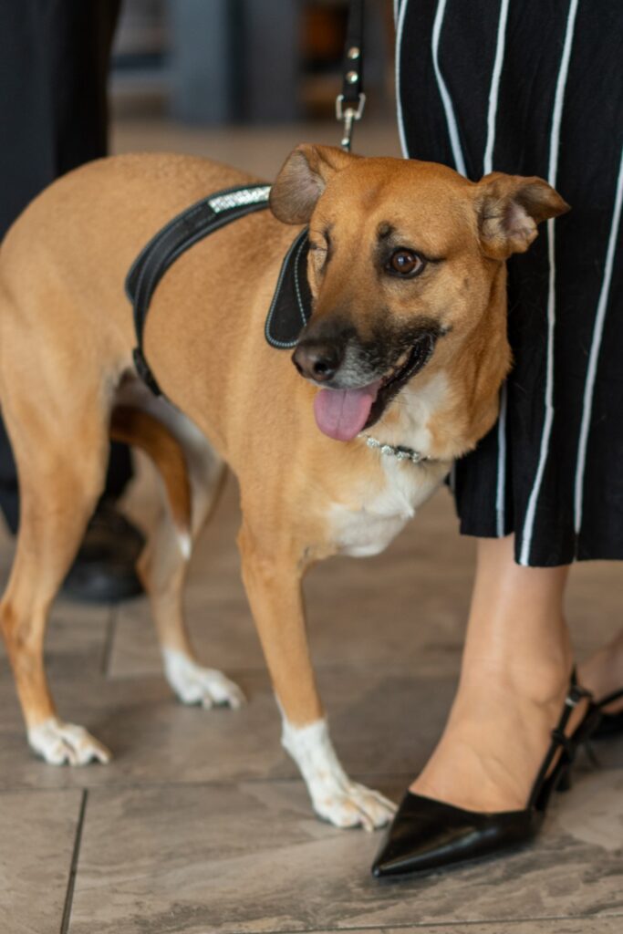 Daisy with Hannah Pearl Rescue